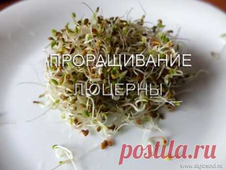 Проращивание люцерны