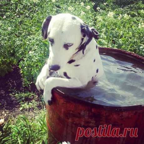&quot;Хоть кто-то из нашей семьи открыл купальный сезон;)&quot;

https://instagram.com/p/qJQVRviX4v/