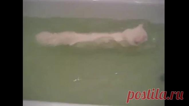 Котик любит плавать))))
