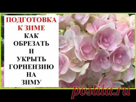 Как обрезать и укрывать гортензии на зиму