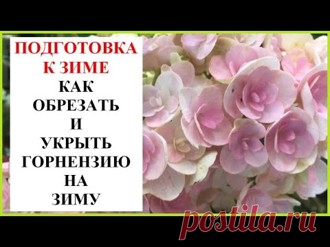 Как обрезать и укрывать гортензии на зиму