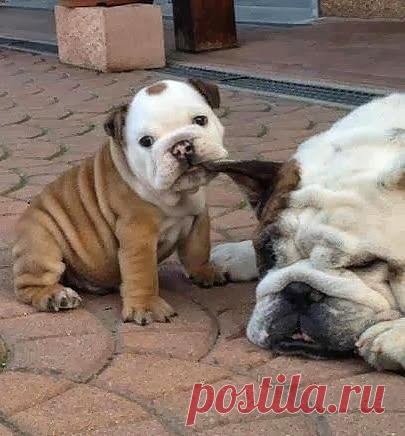 ЗАБАВНЫЕ ЖИВОТНЫЕ: - natali5357@mail.ru - Почта Mail.Ru