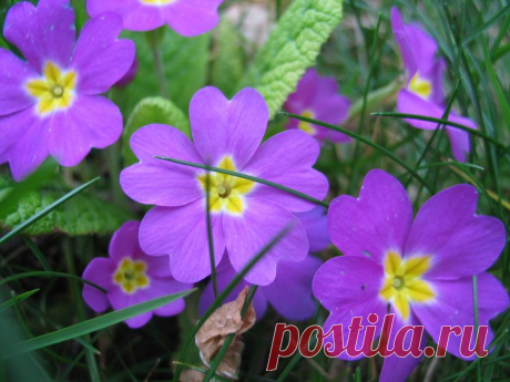 полевые цветы фото - Поиск в Google