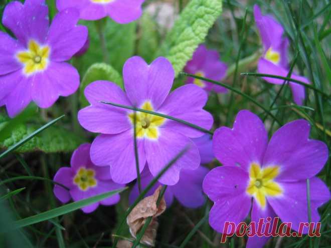 полевые цветы фото - Поиск в Google