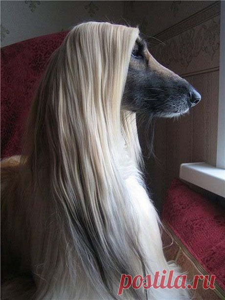 (162) Pinterest