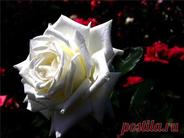 розы