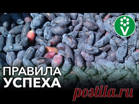 ЯГОДА ВЕЧНОЙ МОЛОДОСТИ - ЖИМОЛОСТЬ. Золотые правила успешного выращивания