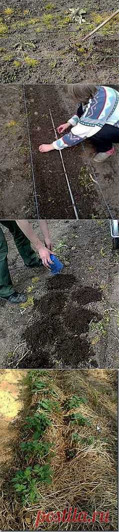 Как сажать картошку - Построим дом и дачу сами