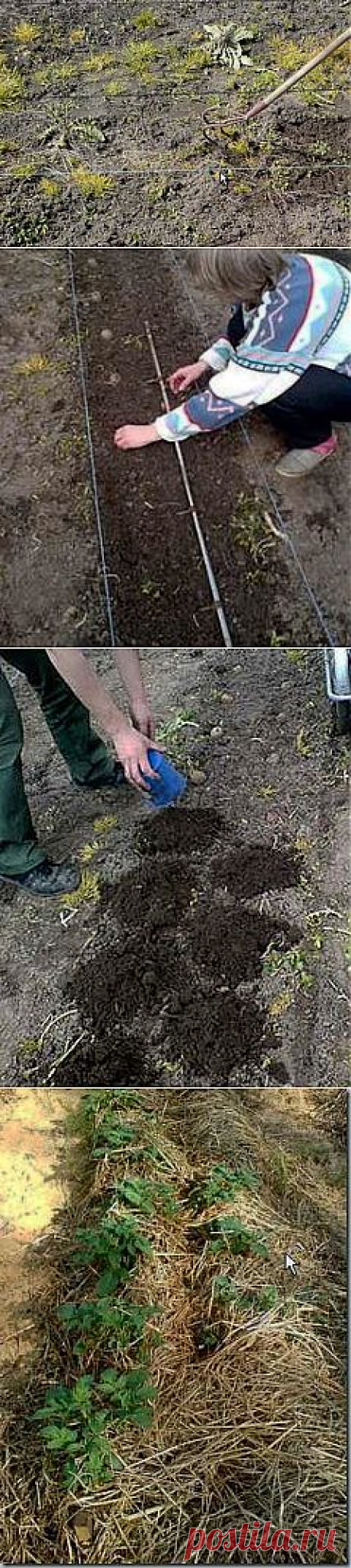 Как сажать картошку - Построим дом и дачу сами