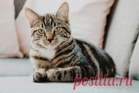 «Никогда прежде я не выбирала кота. Коты сами выбирали меня, или меня выбирали люди, предлагавшие котов». Урсула Ле Гуин. «Время, занятое жизнью» ➠