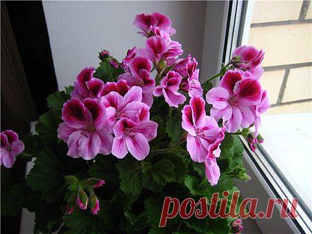 ДОКТОР...С ПОДОКОННИКА: ГЕРАНЬ (ПЕЛАРГОНИЯ).