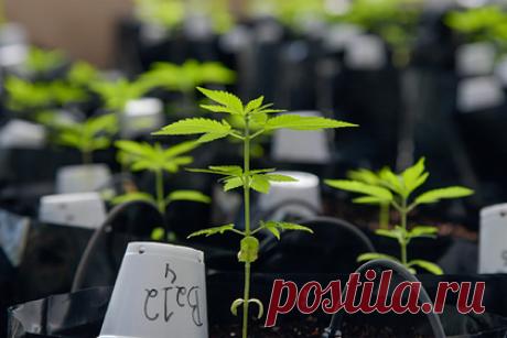 Обнаружен опасный эффект употребления марихуаны. Американские исследователи выявили опасное последствие употребления марихуаны беременными: у их детей впоследствии наблюдается большая тревожность, они более агрессивны и гиперактивны. Также у них меньший по сравнению со сверстниками интервал между сердцебиениями — что указывает на большую чувствительность к стрессу.