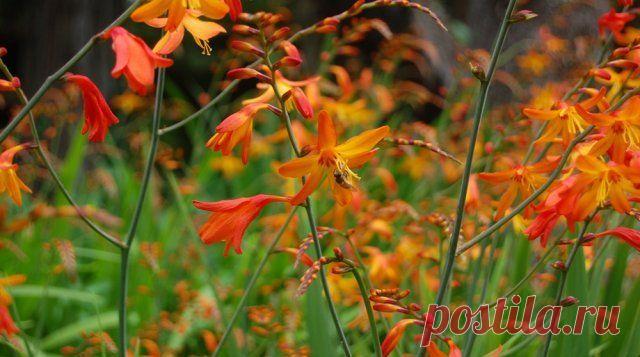 Многолетние цветы, которые не надо выкапывать на зиму | Прочие многолетники (Огород.ru)