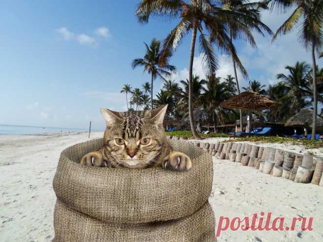 Купить "кота в мешке"- тур по системе Fortuna. Как 3 минуса превратить в плюсы | Отпуск Forever | Яндекс Дзен