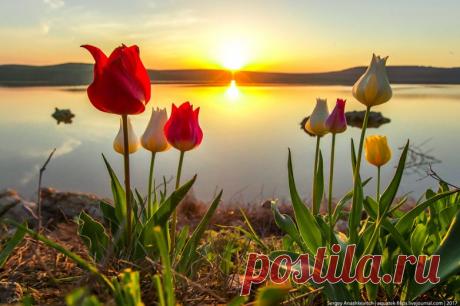 Дикие тюльпаны в Крыму / Туристический спутник