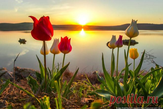 Дикие тюльпаны в Крыму / Туристический спутник