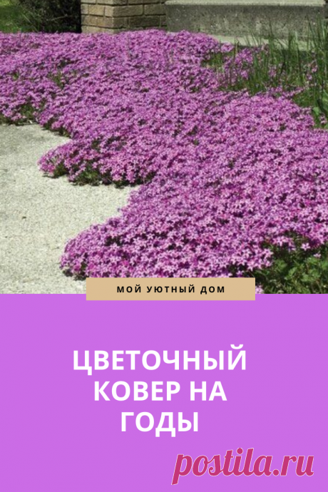 Цветочный ковер на многие годы
