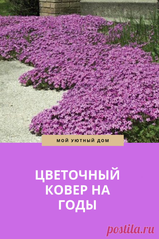 Цветочный ковер на многие годы