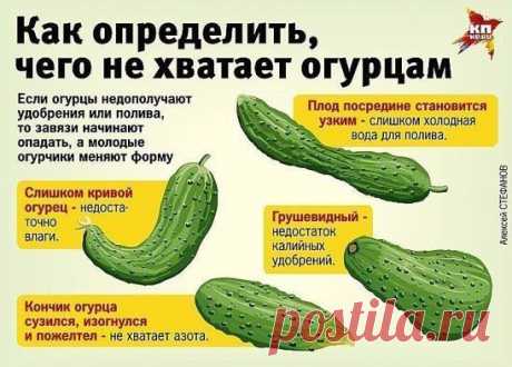 Про огурец!