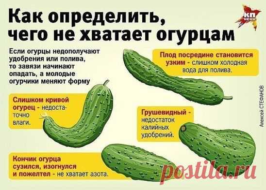 Про огурец!
