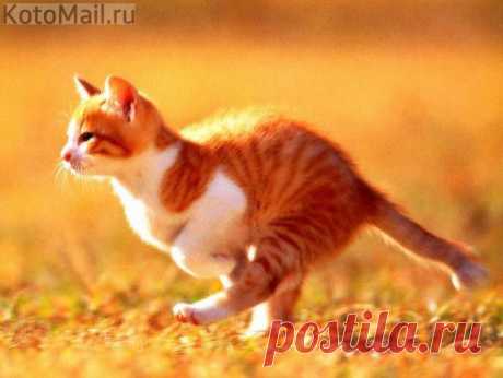 KotoMail.ru | Котэ с доставкой по почте