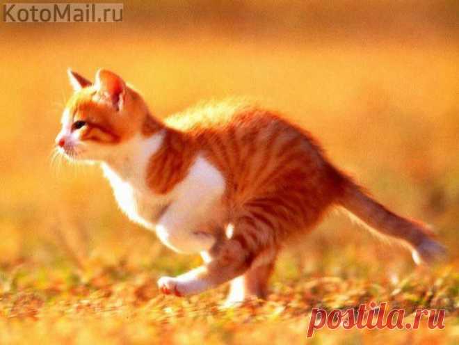 KotoMail.ru | Котэ с доставкой по почте