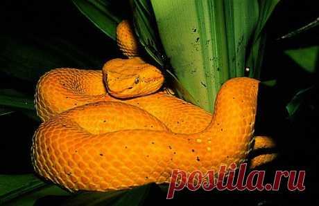 Eyelash palm-pitviper (Bothriechis schlegelii) in northeast Costa Rica.