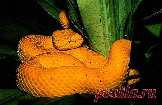 Eyelash palm-pitviper (Bothriechis schlegelii) in northeast Costa Rica.