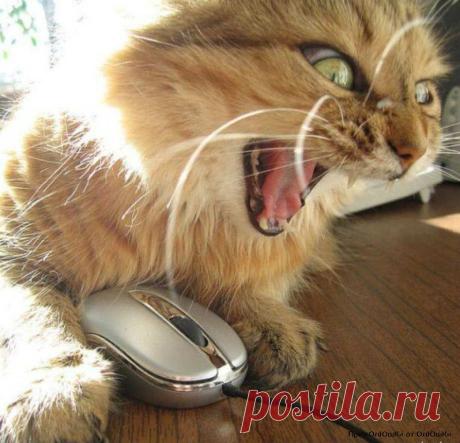 Котэ читает новости