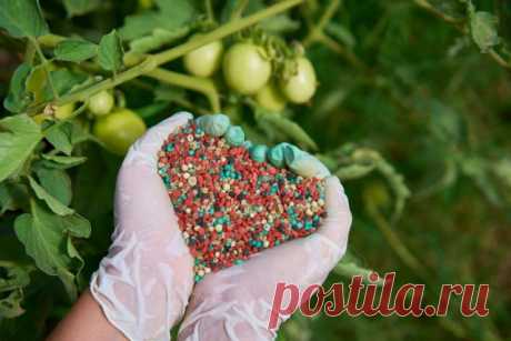 Чем подкормить огород в июле | Удобрения и стимуляторы (Огород.ru)