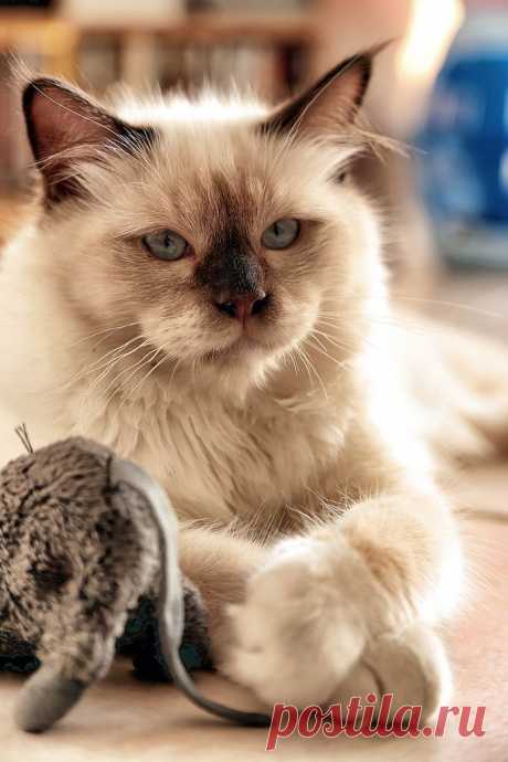 Kitty kitty kitty