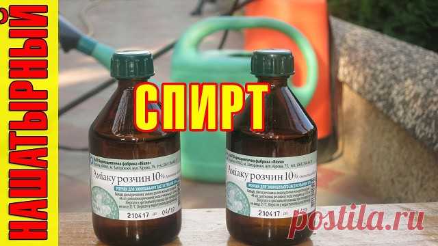 (11) Одноклассники