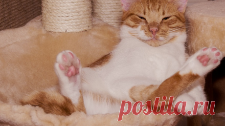 Всё, что вы хотели знать о прокрастинации, но стеснялись спросить Подготовлено по книге «От срочного к важному» ( Прокрастинация заработала себе плохую репутацию — и есть за что. В тайм-менеджменте она считается самой большой и грубой ошибкой, связанной с ленью, слабостью, неорганизованностью и отсутствием самодисциплины. Так почему же мы все это делаем? Что ж, оказывается, на самом деле можно получить некоторую выгоду из откладывания неизбежного. В некоторых случаях прокрастинация может…