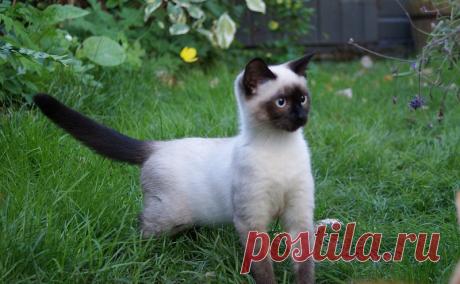Картинки красивые с кошками (35 фото) 🔥 Прикольные картинки и юмор