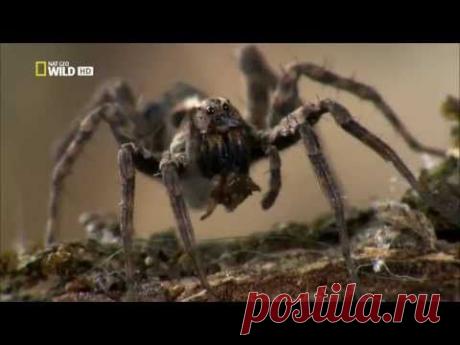 Супер паук / Super Spider (2012) - YouTube. Такие разные пауки. Разные паутины, разные методы охоты. Страшные и удивительные.