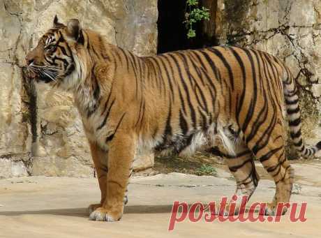 Суматранский тигр (Panthera tigris sumatrae)