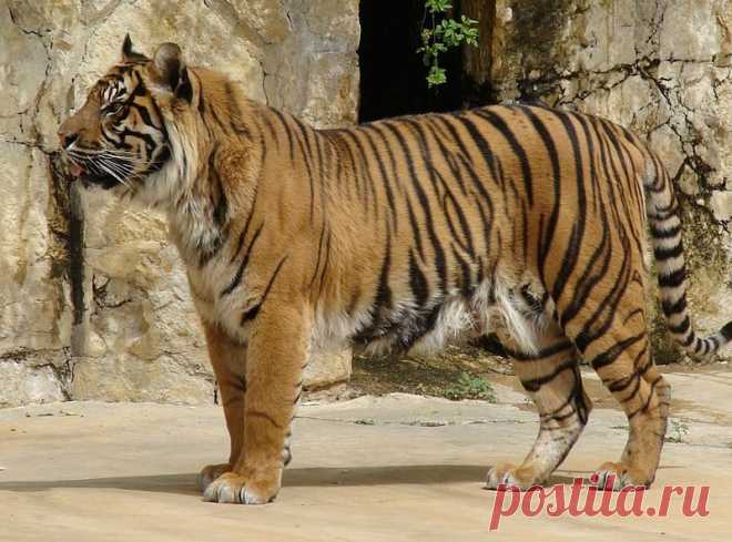 Суматранский тигр (Panthera tigris sumatrae)