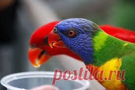 Красивые попугаи!