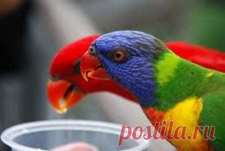 Красивые попугаи!