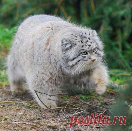 Mega-Chonker Of A Cat Looks Adorably Angry (16 Pics) - I Can Has Cheezburger?