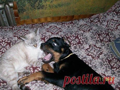 собака +кошка