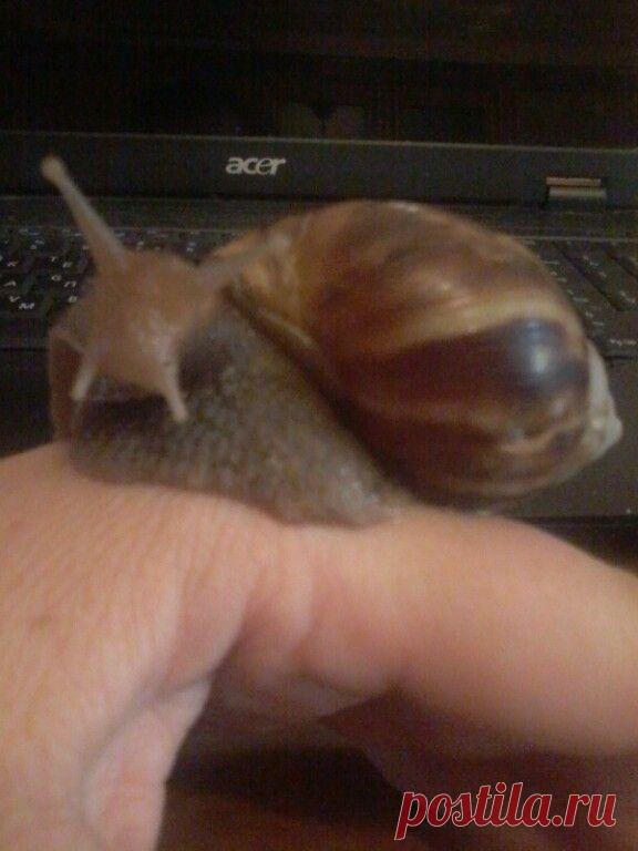 мои ахатинки