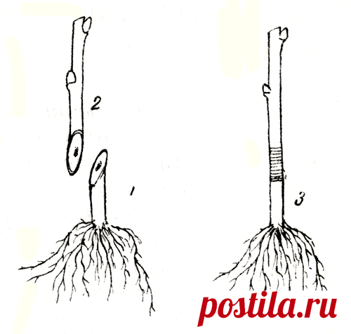 ЧТО НАДО ЗНАТЬ САДОВОДУ-ЛЮБИТЕЛЮ О РАЗМНОЖЕНИИ ПЛОДОВЫХ И ЯГОДНЫХ РАСТЕНИЙ? [1972 Виденов Б.М., Ковачев Г.Т., Манов С.Л. - 700 советов садоводу любителю]