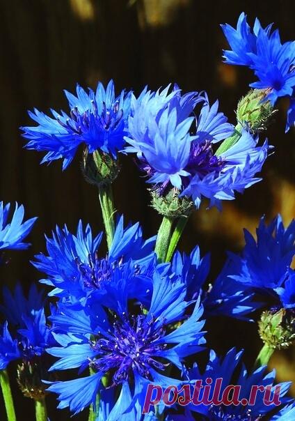 Василькового вам настроения!