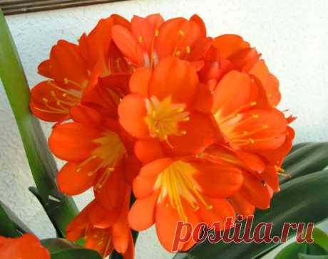 Пять растений для темных уголков дома | Дом интерьер и домашний уют | Женский журнал Lady.ru