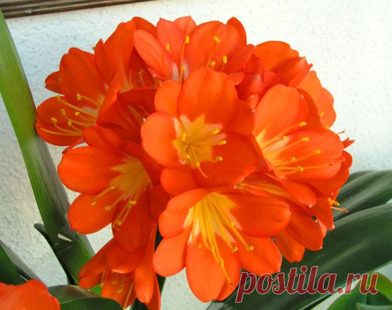 Пять растений для темных уголков дома | Дом интерьер и домашний уют | Женский журнал Lady.ru