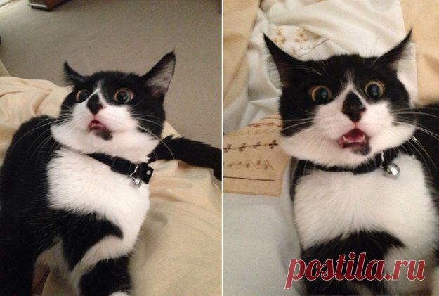 20 доказательств того, что кошка худший сосед по комнате / Питомцы