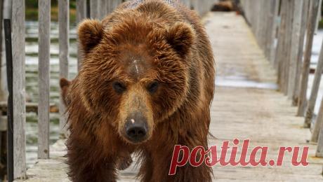 Медведь напал на россиянина, пока мужчина чистил снег на крыше. В Смоленской области мужчина пострадал от нападения медведя. Об этом сообщает Readovka67. Инцидент произошел в кафе, где владельцы держали крупного хищника. По словам знакомого с ситуацией источника, россиянин поднялся на крышу, чтобы ...