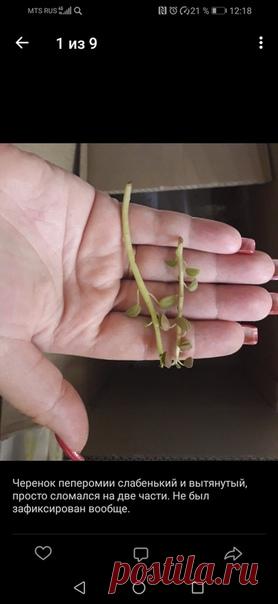 Сегодня немного о грустном. Покажу, какие иногда мы получаем посылки с растениями.😟🙁☹ Здесь фото двух посылок: от Ольги Дроздовой (магазин редких растений, Санкт-Петербург) и от Ольги Решетниковой. Оба продавца посчитали, что растения нормальные и посылка упакована хорошо. Для лучшего понимания ситуации читайте описания к фото 😄😁😁