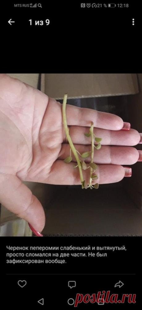 Сегодня немного о грустном. Покажу, какие иногда мы получаем посылки с растениями.😟🙁☹ Здесь фото двух посылок: от Ольги Дроздовой (магазин редких растений, Санкт-Петербург) и от Ольги Решетниковой. Оба продавца посчитали, что растения нормальные и посылка упакована хорошо. Для лучшего понимания ситуации читайте описания к фото 😄😁😁